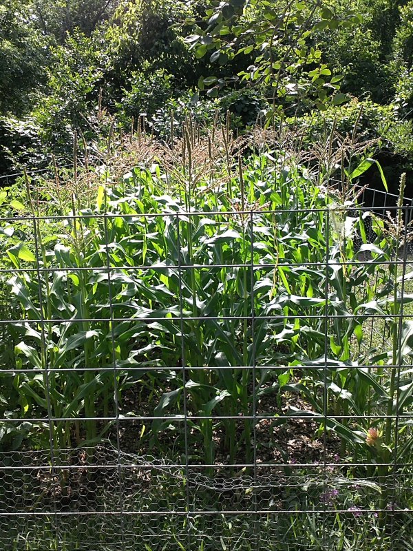 Corn Peacnes tassels.jpg