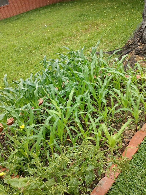 Corn PM.jpg