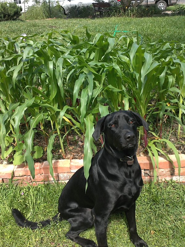 Corn PM Parker.jpg