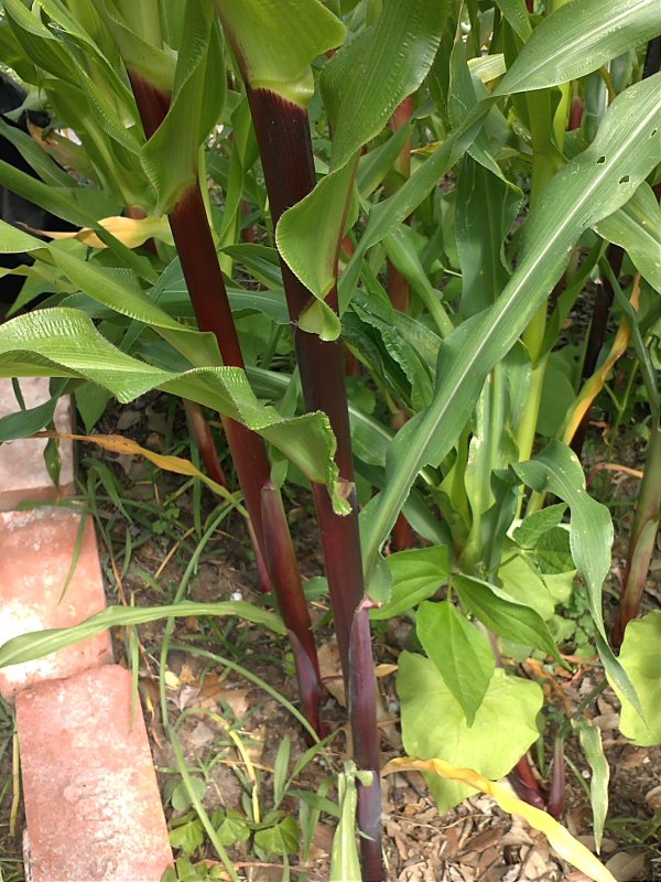 Corn PM stalks.jpg