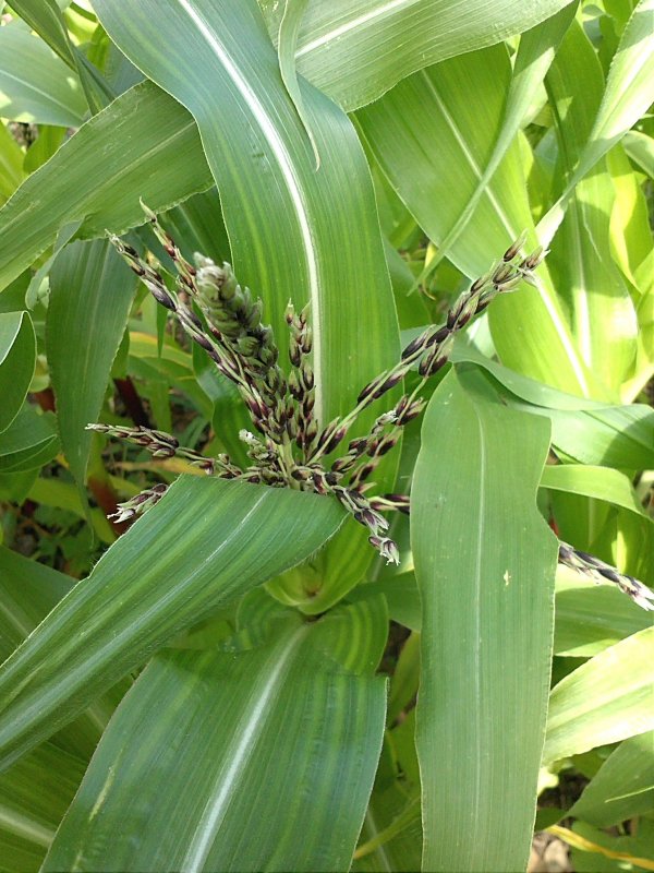Corn PM tassel.jpg