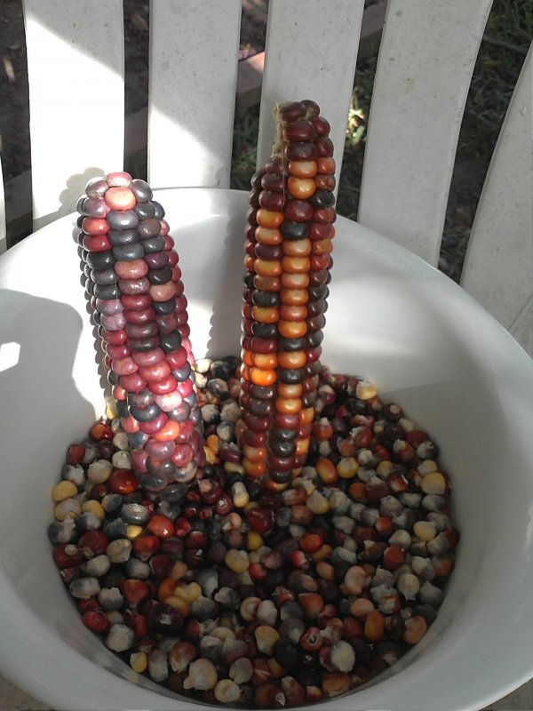 Corn PMountain.jpg