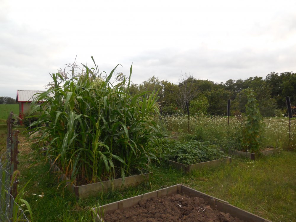 corn-spud-tomato beds.JPG