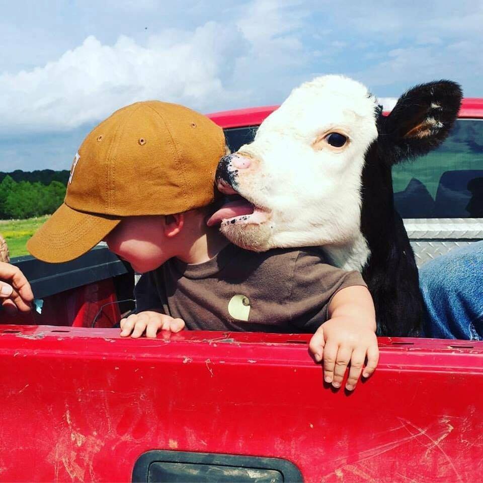 cow lick.jpg