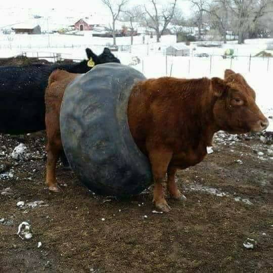 cow tire.jpg