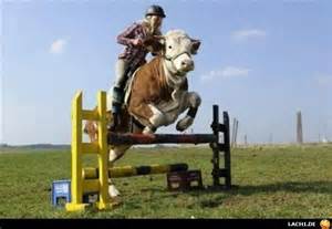 cowjump.jpg