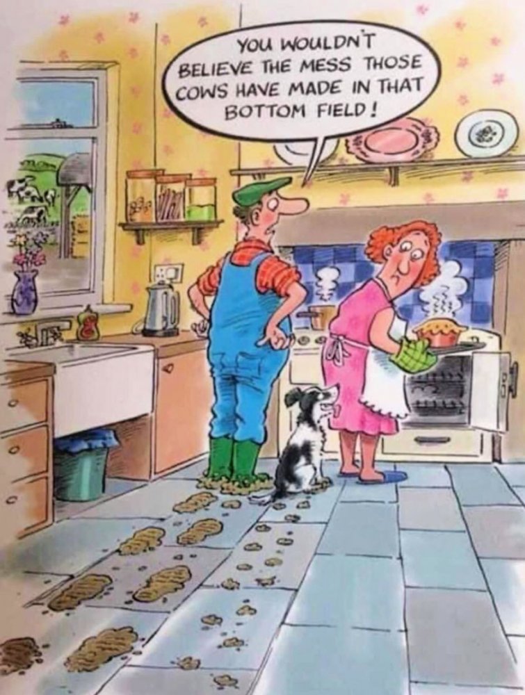 cows ade a mess.jpg