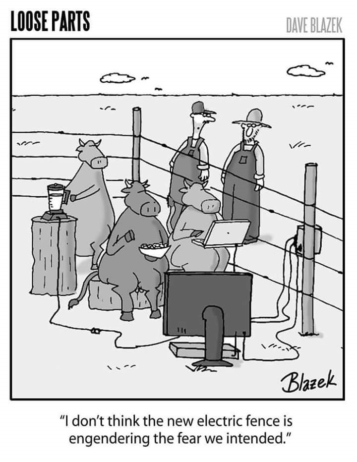 cows.and.the.fence.jpg