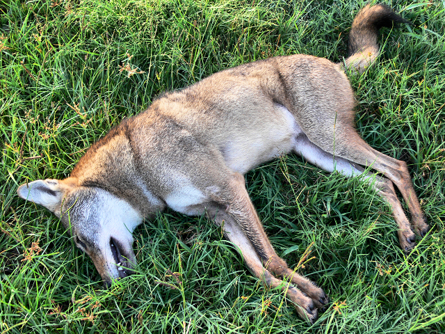 Coyote1_101114.jpg