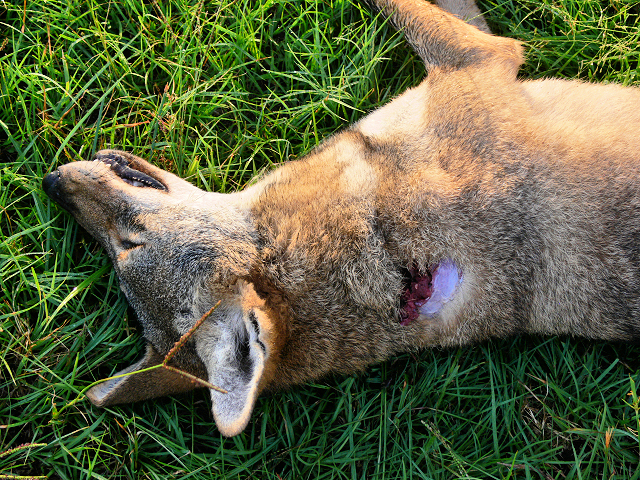 Coyote2_101114.jpg