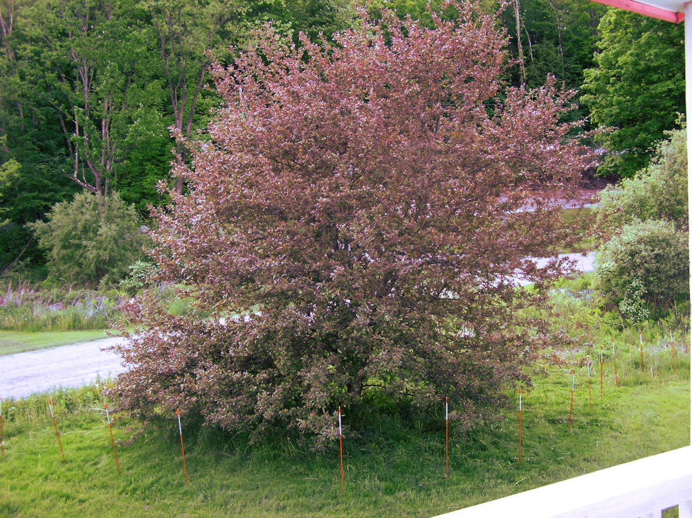 CrabappleProfusion2020.JPG
