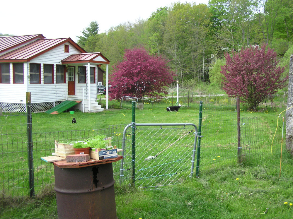 CrabapplesInSpring2020.jpg