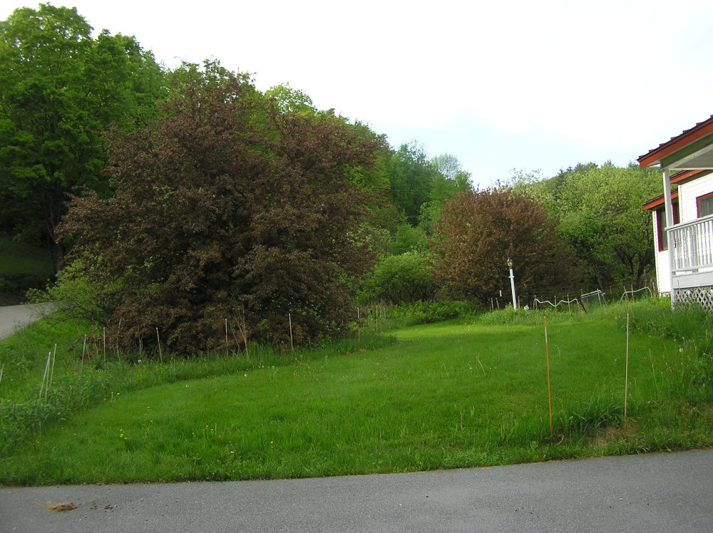 CrabappleTrees.JPG