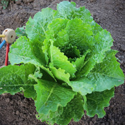 Crisp Mint.jpg