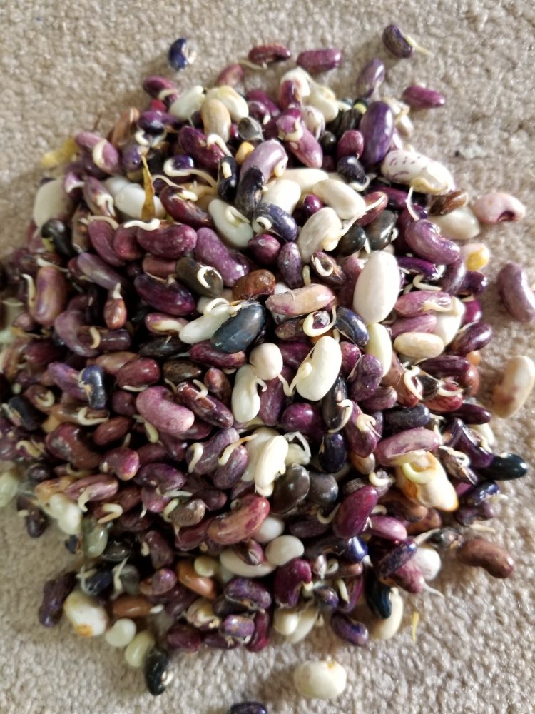Cristobal Sprouts.jpg