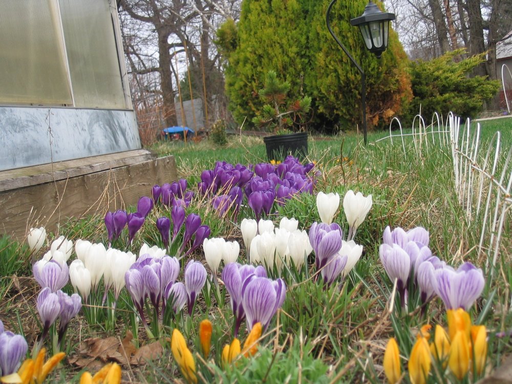 crocus bed.JPG