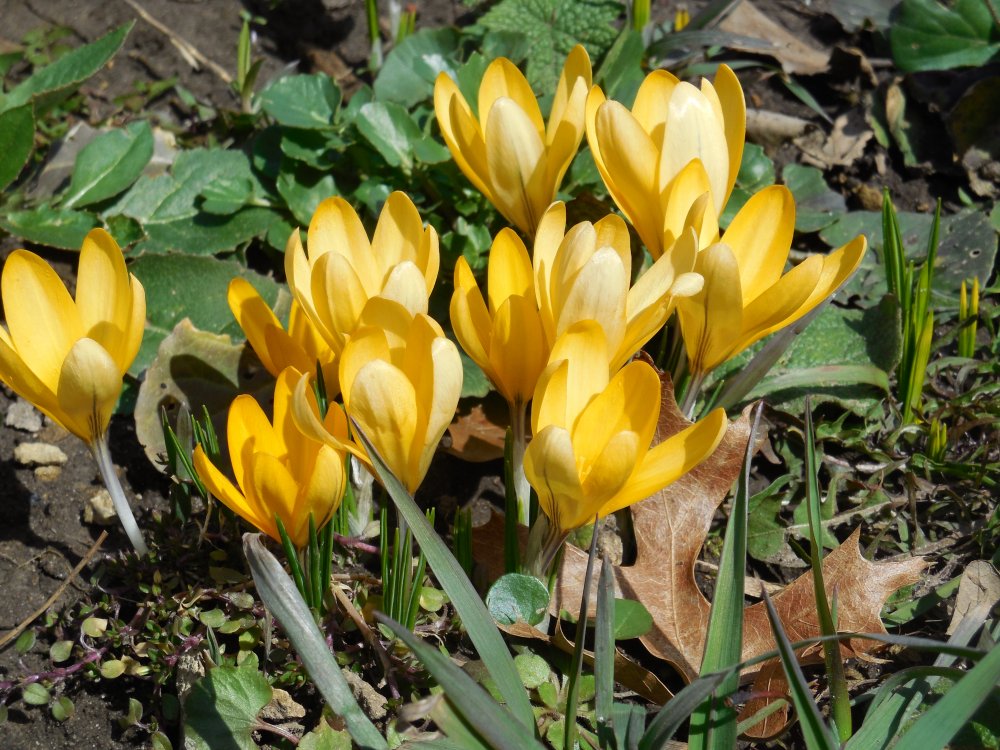 crocus first yellow.JPG