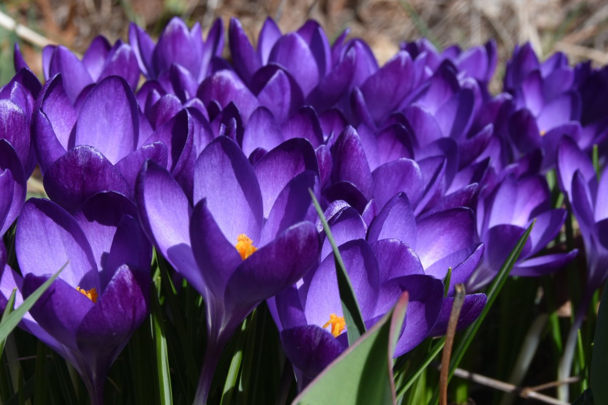 crocus.jpg