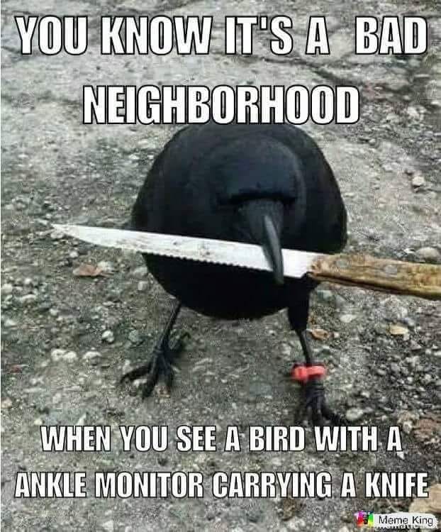 crow with knife.jpg