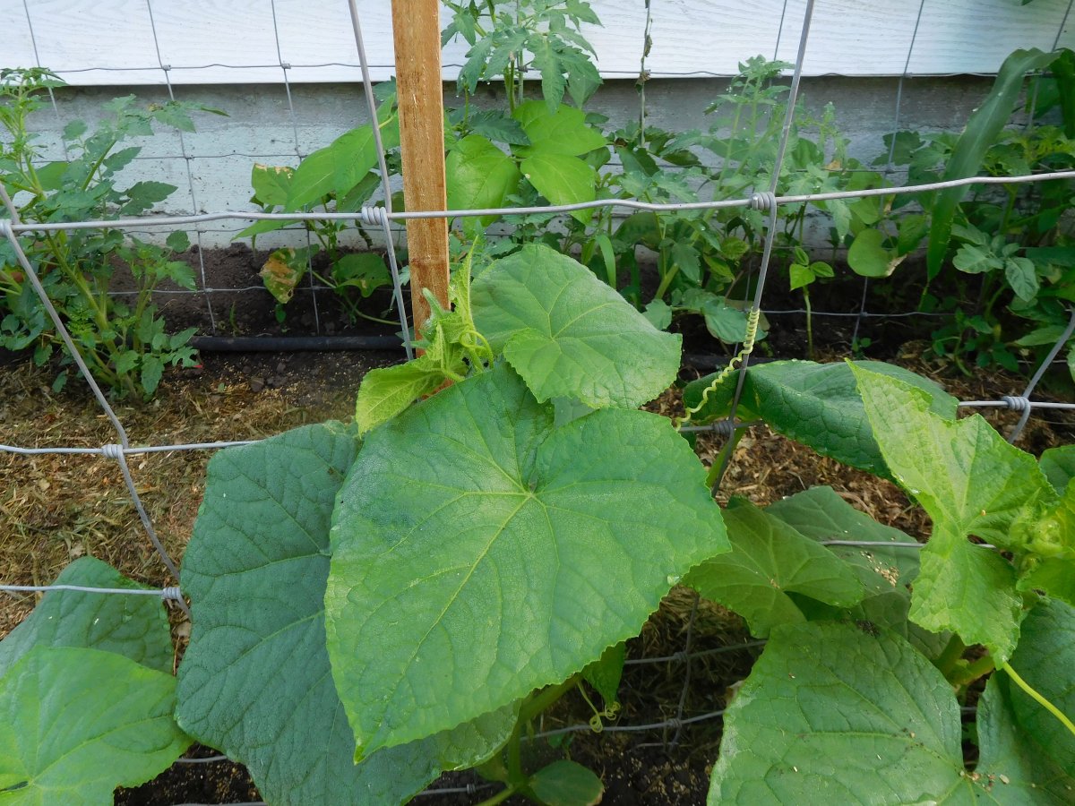 Cucumber, 07-04-19.jpg