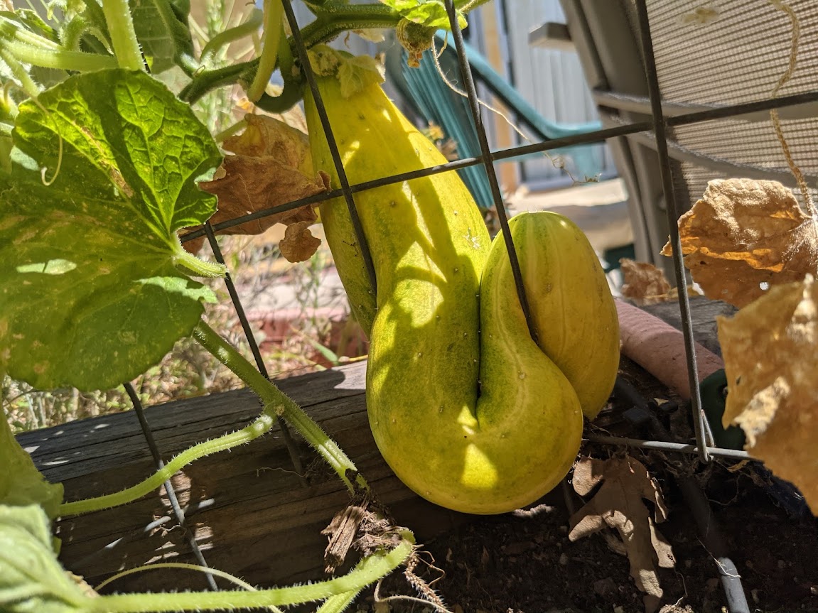 cucumber.jpg