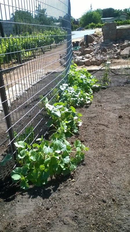 Cucumber Plants 01.jpg