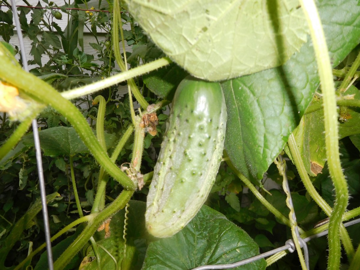 Cucumber, SSgarage, 08-17-19.jpg