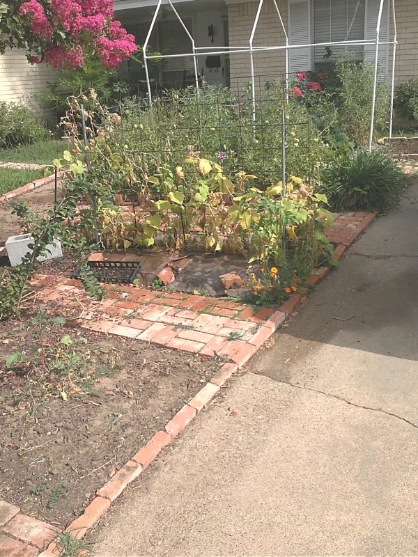 cucumbers driveway.jpg