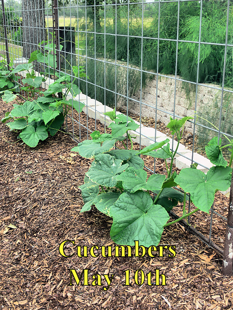 Cucumbers_051017.jpg