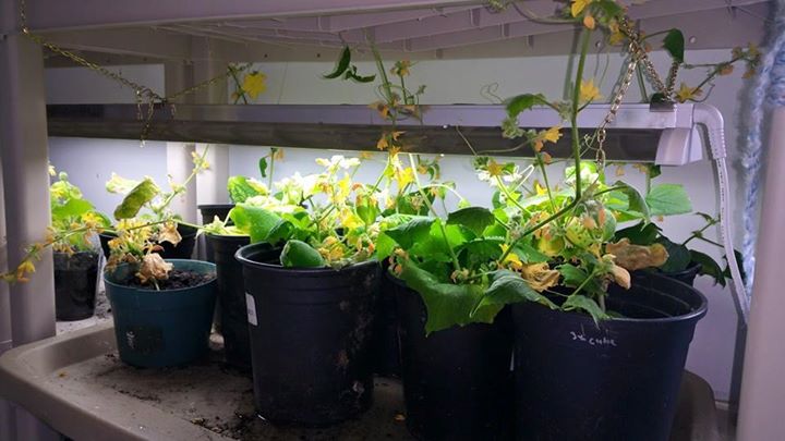 cukes.jpg