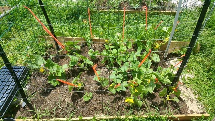 cukes.jpg