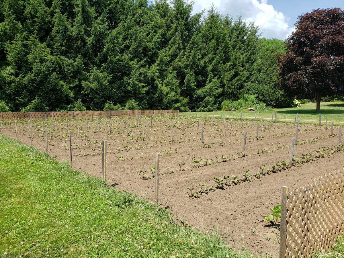 Cultivated Beans Pheasant Lane 7-5-20 #1 .jpg