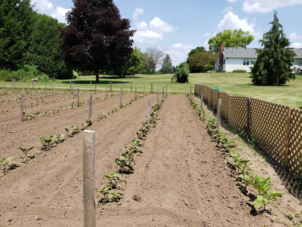 Cultivated Beans Pheasant Lane 7-5-20 #2 .jpg