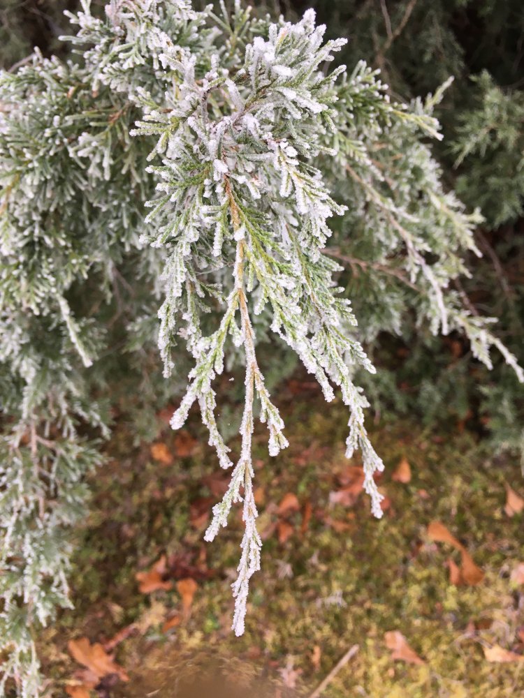 D71A6390-EF6D-46B3-9AD2-12F483CCB2B0.jpeg