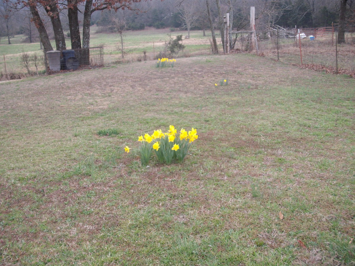 Daffodil.JPG