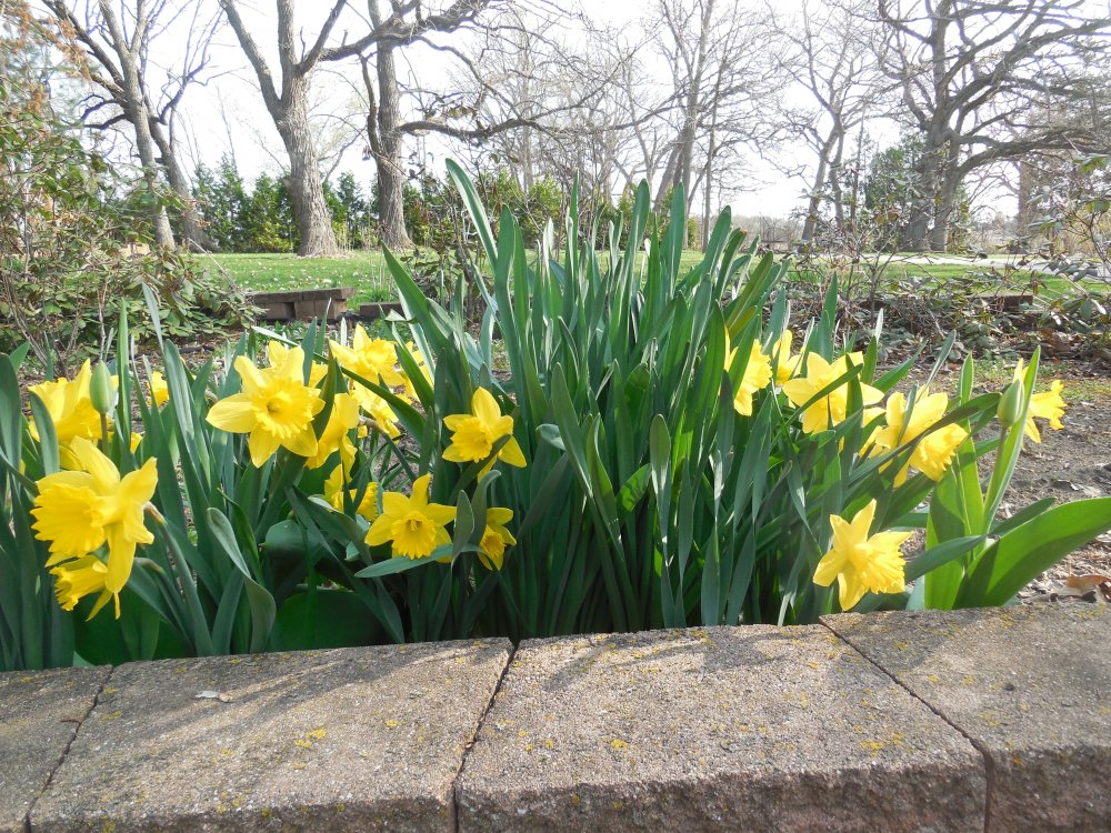 Daffodils in the spring.JPG