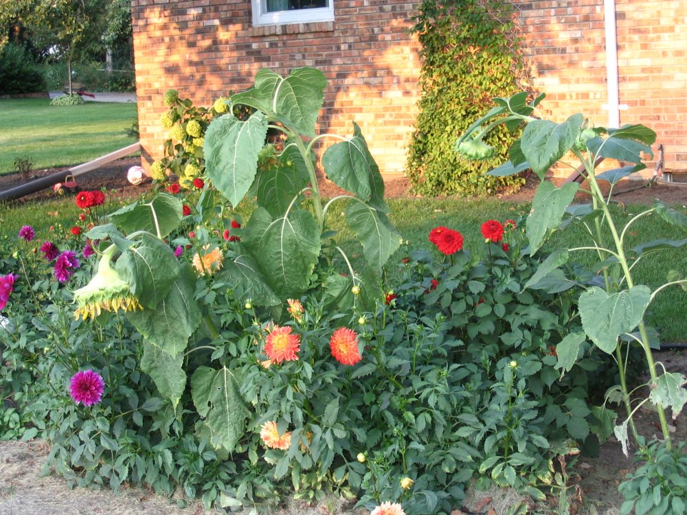 dahlia bed Aug..JPG