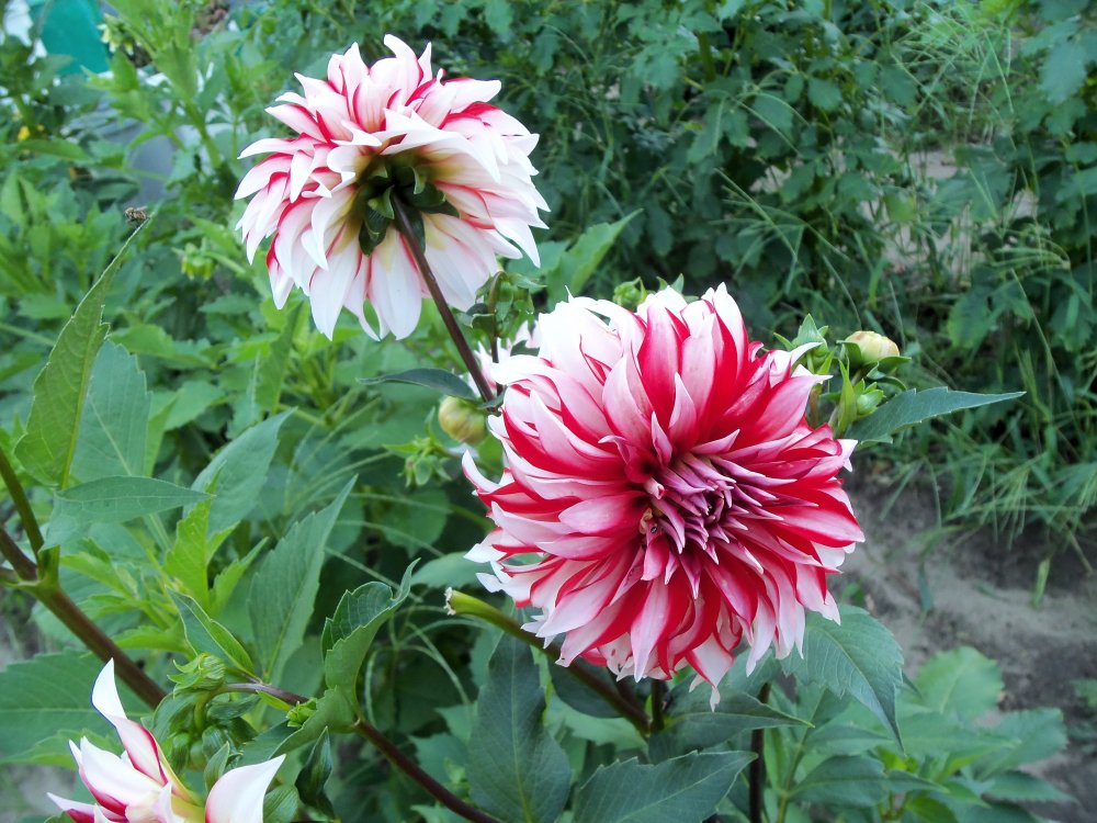 dahlias 2013 004.JPG