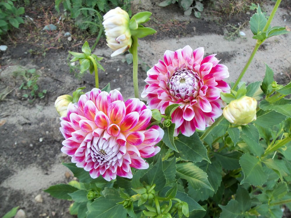 dahlias 2013 005.JPG
