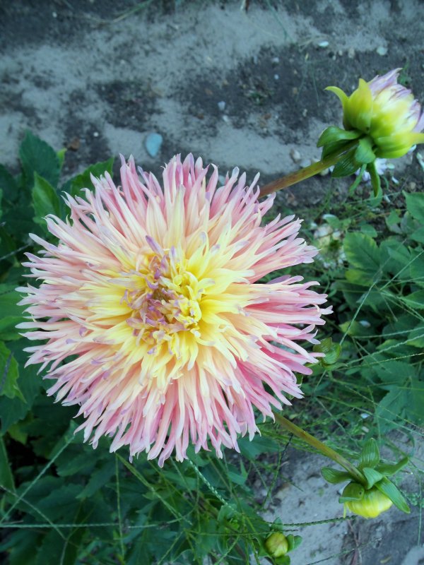 dahlias 2013 006.JPG