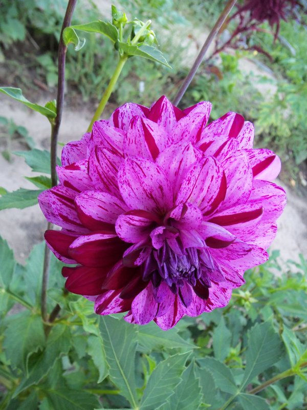dahlias 2013 008.JPG