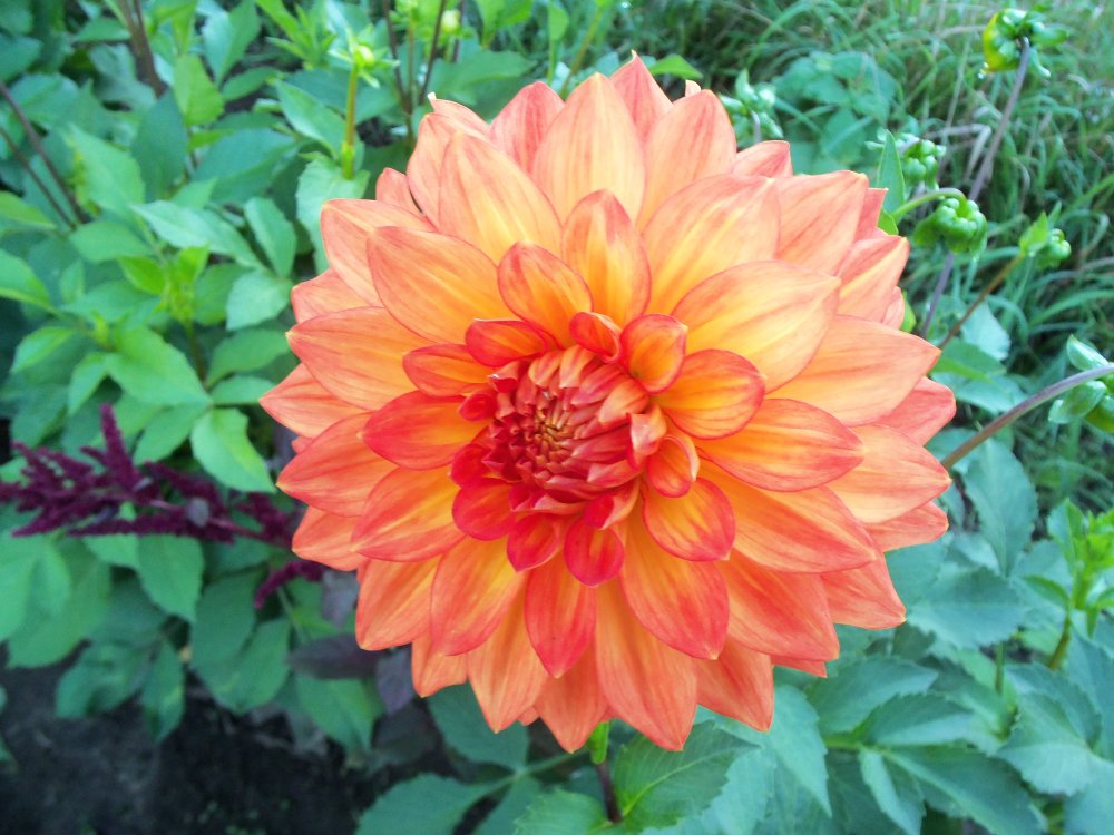 dahlias 2013 010.JPG