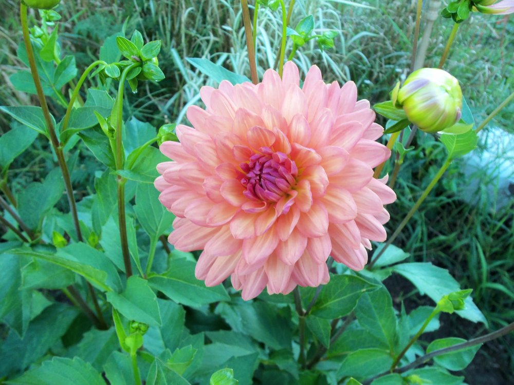 dahlias 2013 012.JPG