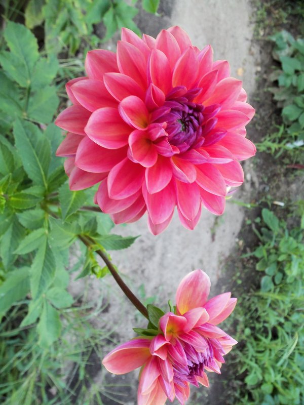 dahlias 2013 013.JPG