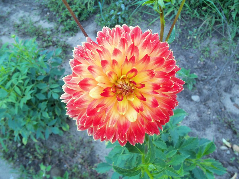 dahlias 2013 014.JPG
