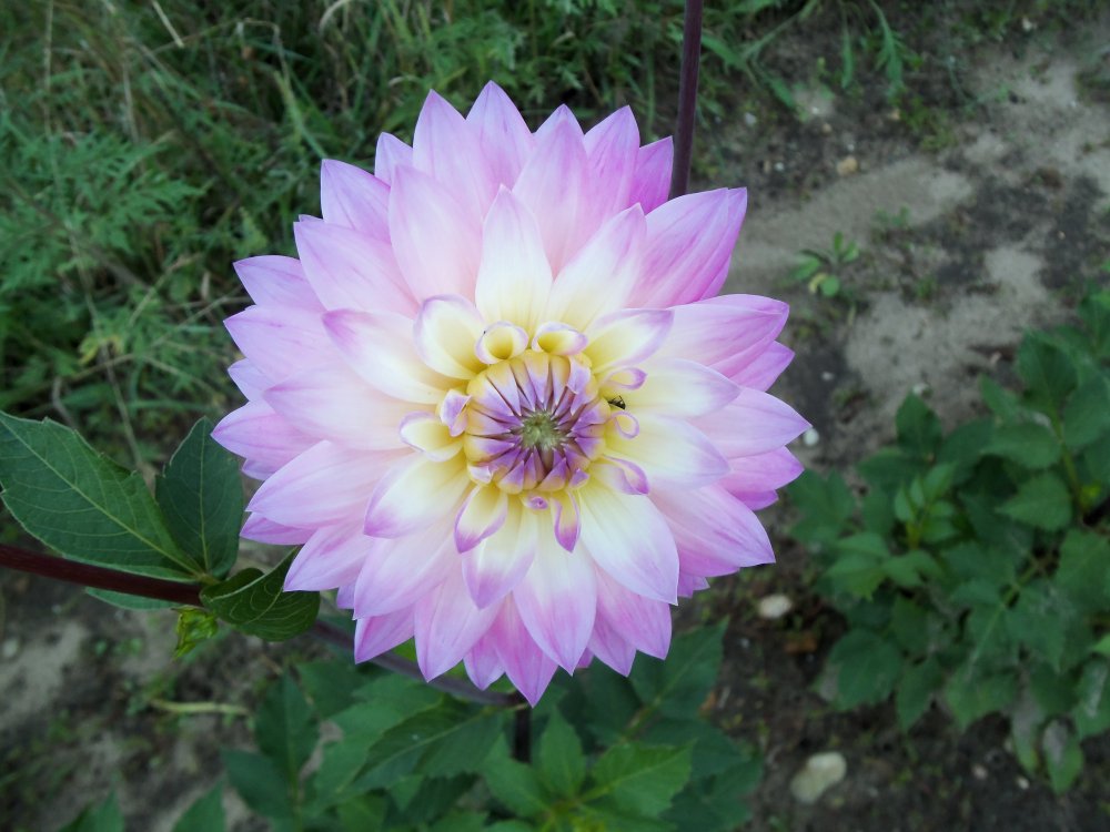 dahlias 2013 016.JPG