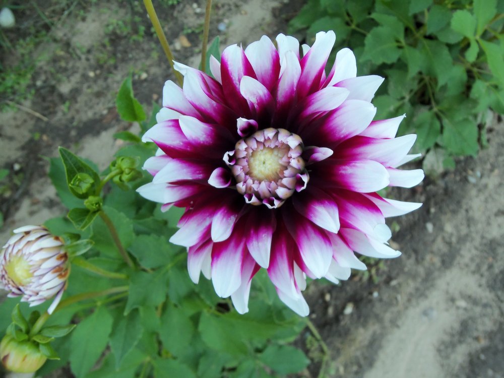 dahlias 2013 017.JPG
