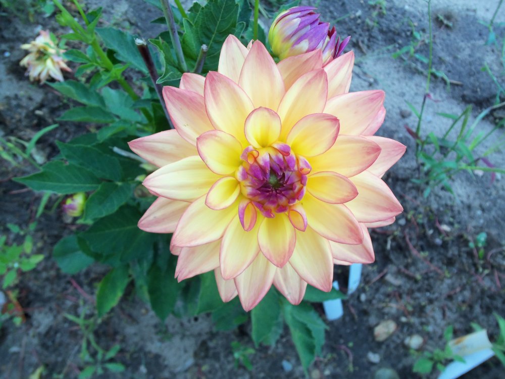 dahlias 2013 018.JPG