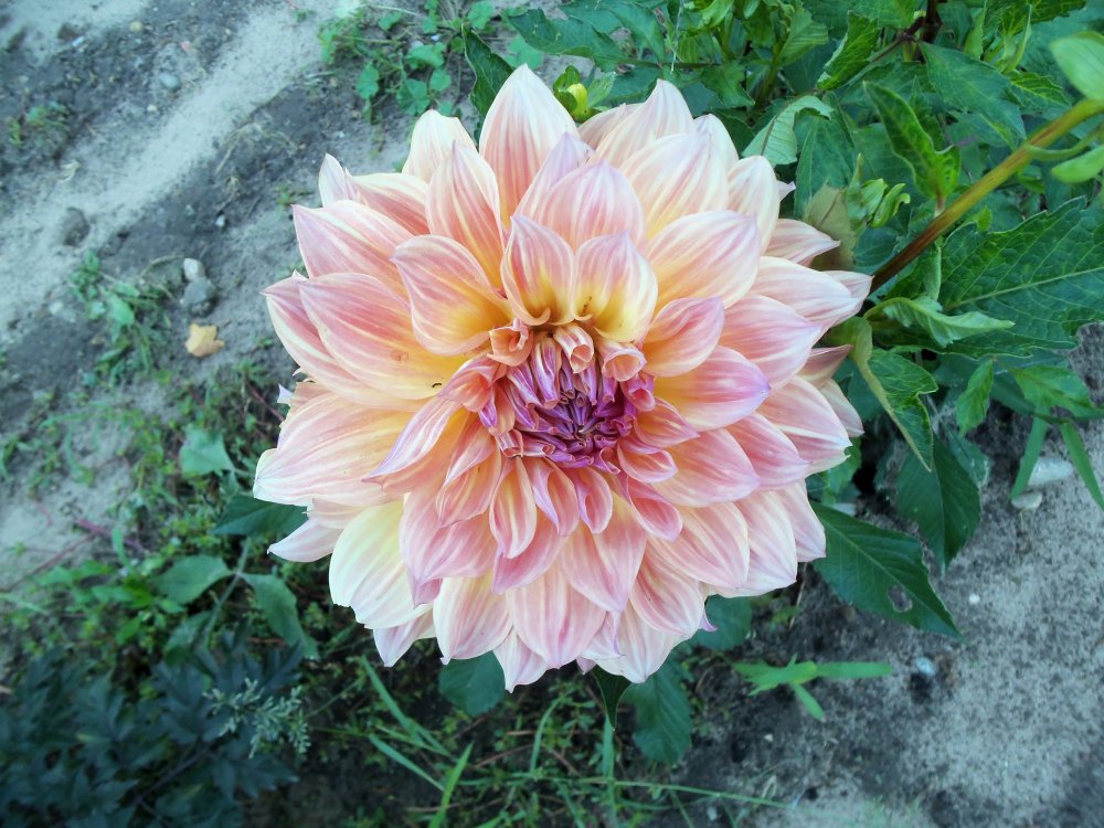 dahlias 2013 020.JPG