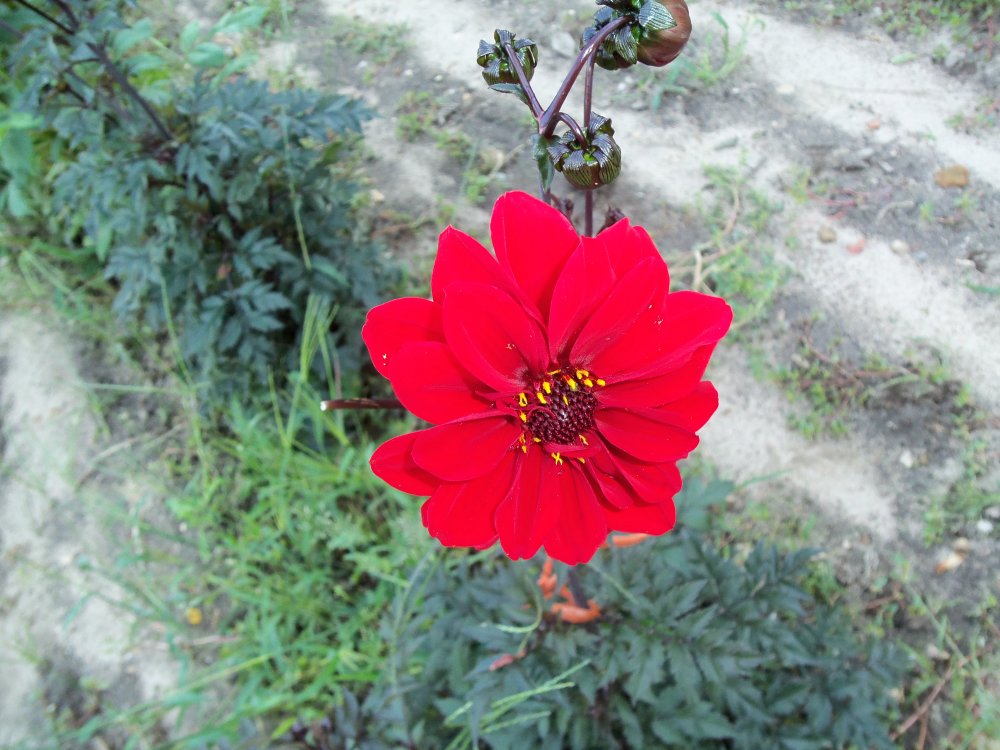 dahlias 2013 021.JPG